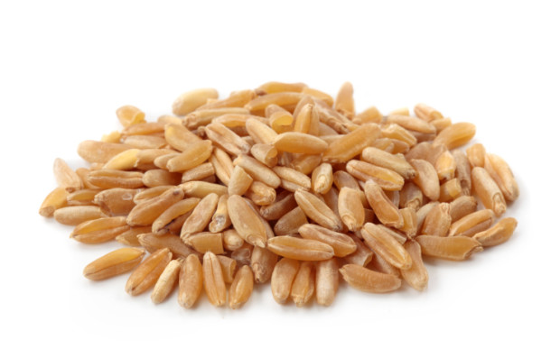 Khorasan wheat